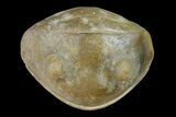 Enrolled Trilobite (Anataphrus) Fossil - Iowa #136601-2